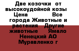 Две козочки  от высокоудойной козы › Цена ­ 20 000 - Все города Животные и растения » Другие животные   . Ямало-Ненецкий АО,Муравленко г.